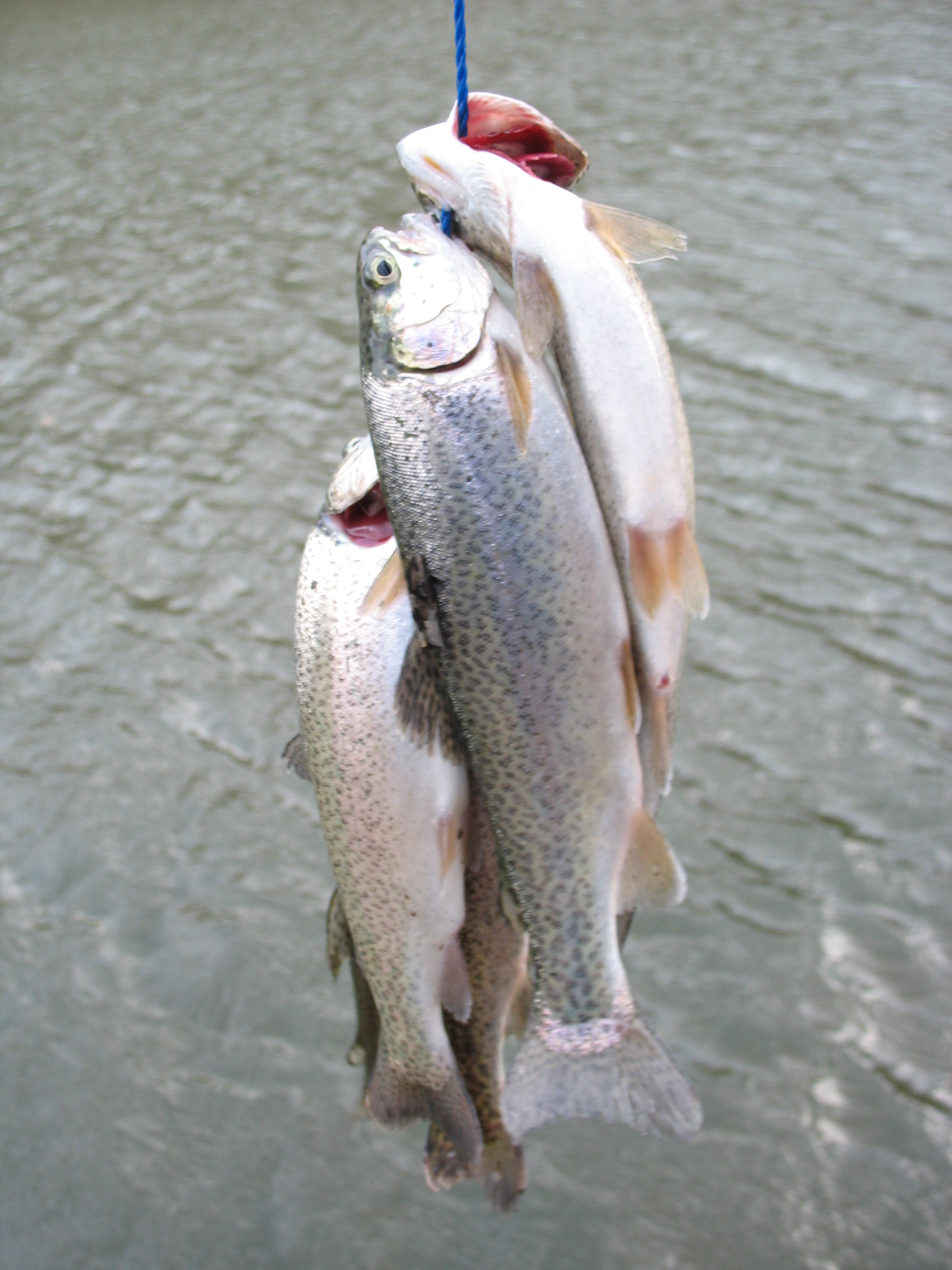 Two full stringers of Rainbow Trout! - Picture of Lucky Bear